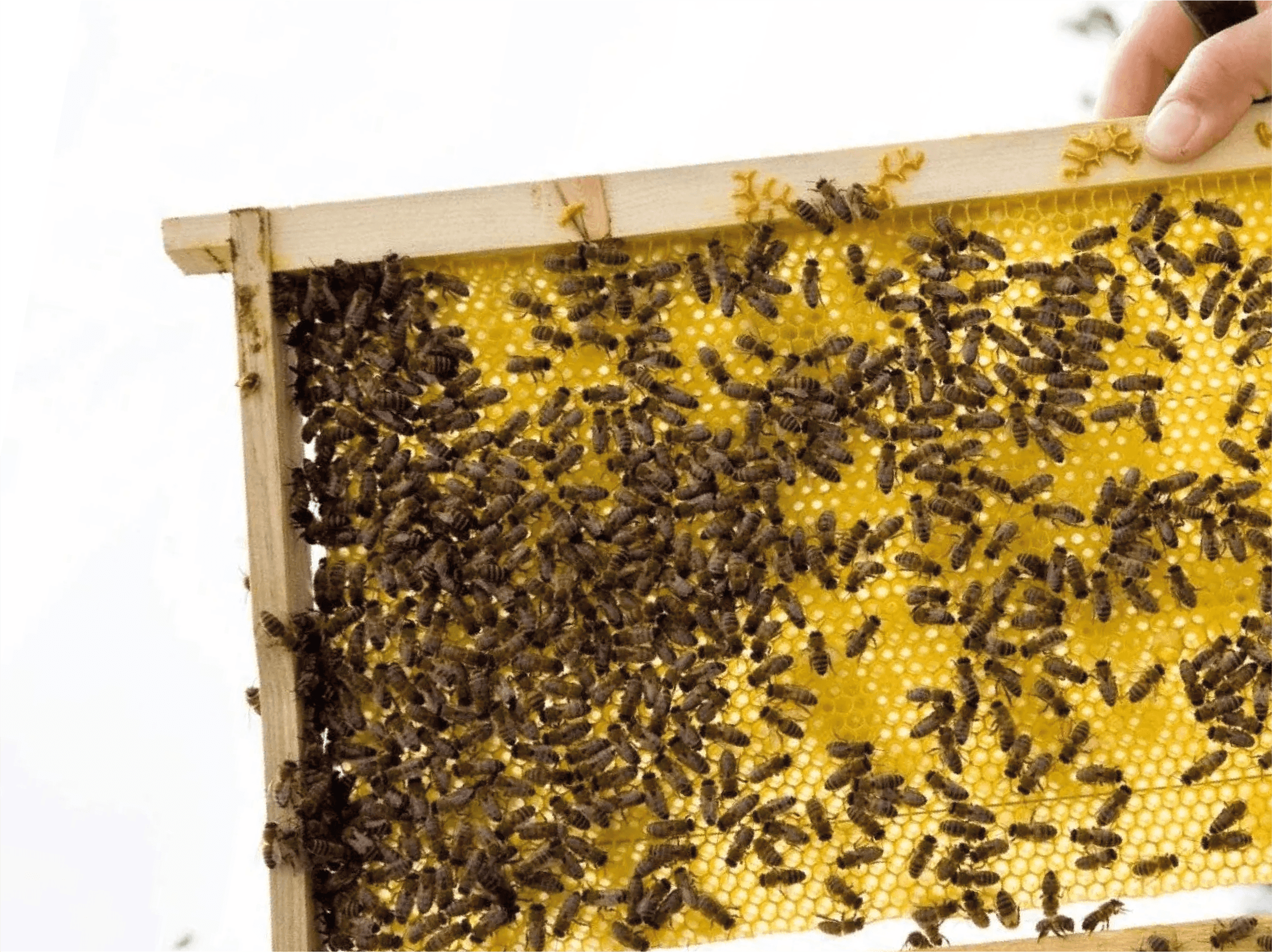 Beekeeping Production